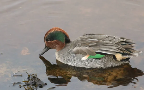 Kaunis Uros Teal Duck Anas Crecca Rannikkojokisuistossa Skotlannissa — kuvapankkivalokuva