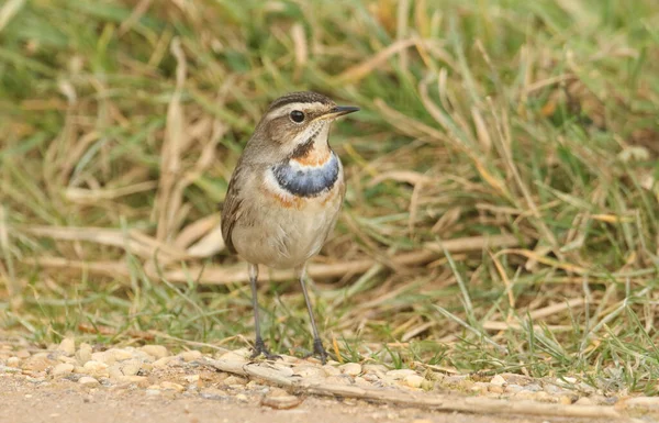 Egy Lenyűgöző Férfi Bluethroat Luscinia Svecica Keresi Fűben Élelmiszer — Stock Fotó