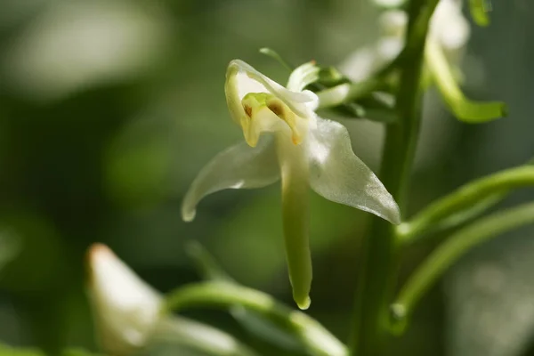 Rare Lesser Butterfly Orchid Platanthera Bifolia Growing Woodland — Stock Photo, Image