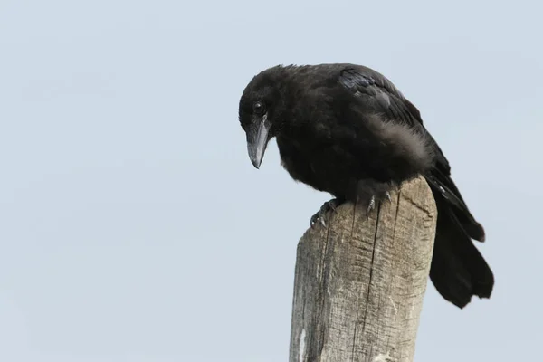 Lindo Cuervo Carrión Corvus Corone Encaramado Poste Madera —  Fotos de Stock