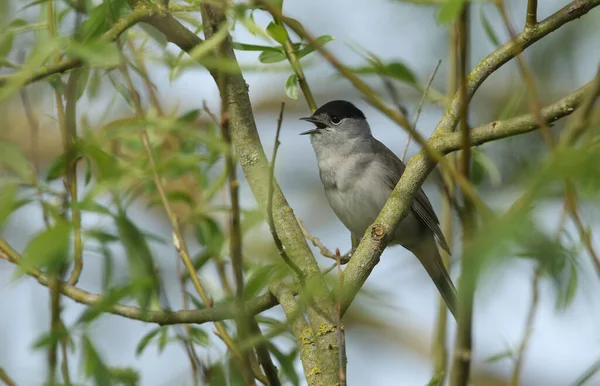 一只会唱歌的雄性黑帽子 西尔维亚金雀花 栖息在一棵树上 — 图库照片