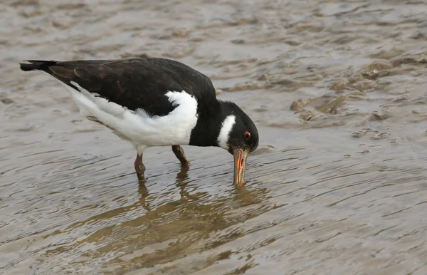 Ein Schöner Austernfischer Haematopus Ostralegus Auf Nahrungssuche Einer Meeresmündung Der — Stockfoto