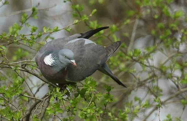 Woodpidgeon Columba Palumbus Perché Sur Aubépine Mangeant Les Nouvelles Feuilles — Photo