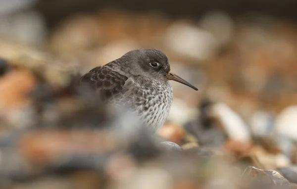 A pretty Purple Sandpiper, Calidris maritima resting amongst the pebbles on the beach at high tide. It is waiting for the tide to turn so it can start feeding on the shoreline again.