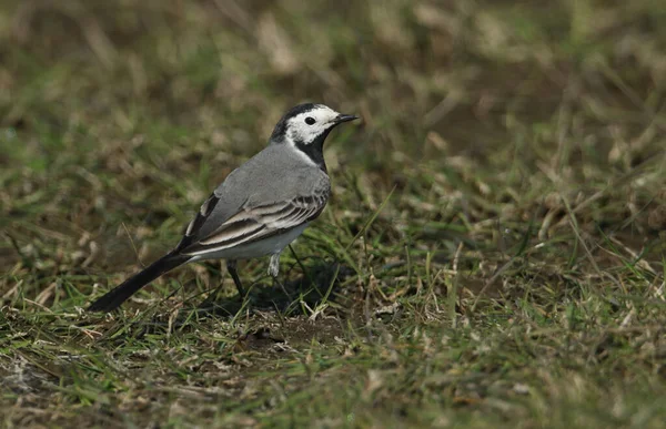 Motacilla Alba Wagtail Blanco Empanado Cazando Insectos Para Comer Prado —  Fotos de Stock