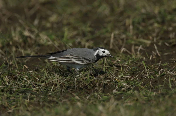 Pied Vagy White Wagtail Motacilla Alba Rovarokra Vadászva Enni Egy — Stock Fotó