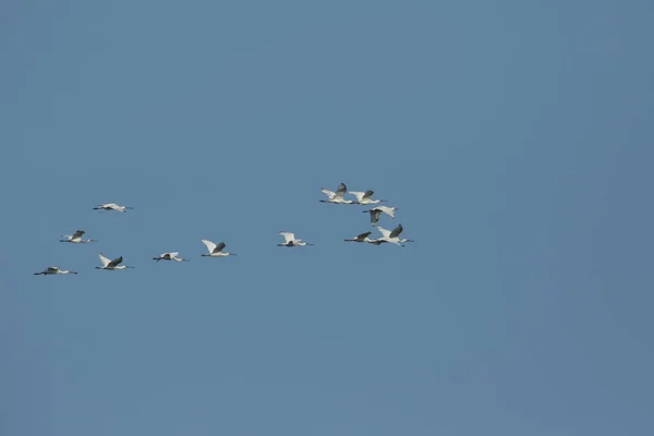 Flock Magnificent Spoonbill Platalea Leucorodia Flying Blue Sky — Stock Photo, Image