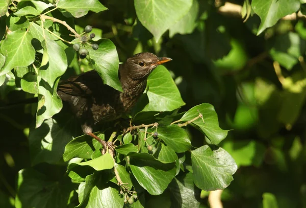 Söt Kvinnlig Blackbird Turdus Merula Äter Murgröna Bär Skogen Storbritannien — Stockfoto