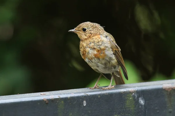 Słodki Wschodzący Robin Erithacus Rubecula Stojący Metalowym Płocie — Zdjęcie stockowe