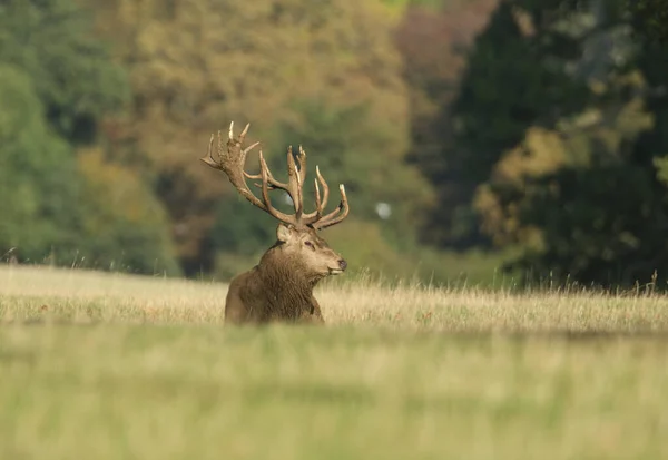 壮大な赤い鹿のスタッグ Cervus Elaphusは ルーティングシーズン中にフィールドに休んでいます — ストック写真