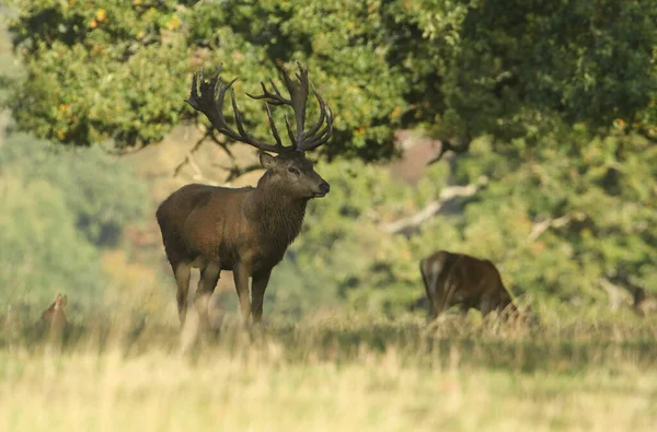 レッドディア スタッグ Cervus Elaphus 伐採期に森の端の畑に立つ — ストック写真