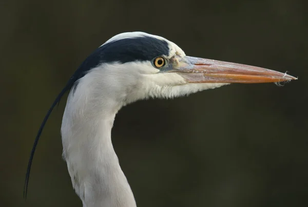 Head Shot Hunting Grey Heron Ardea Cinerea Standing Edge Lake — Stock Photo, Image