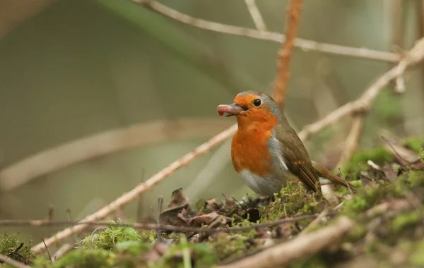 Belo Robin Erithacus Rubecula Comer Uma Minhoca Que Apanhou Vegetação — Fotografia de Stock