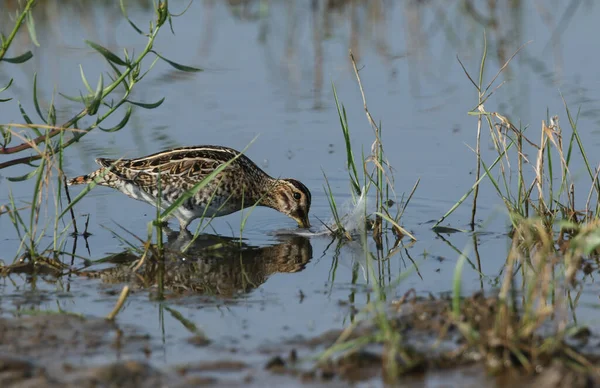 Snipe Bonito Gallinago Gallinago Alimentando Uma Piscina Pantanosa — Fotografia de Stock