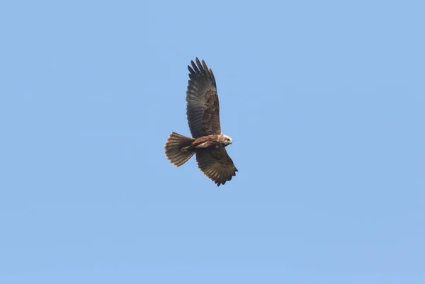 Magnifique Busard Des Marais Circus Aeruginosus Volant Dans Ciel Bleu — Photo