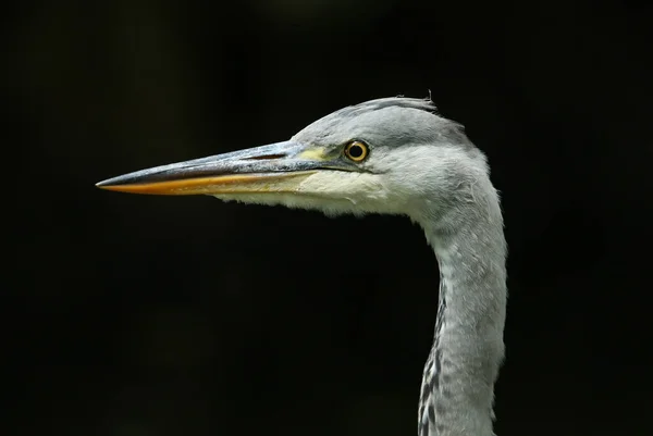 Vue Tête Magnifique Héron Gris Chasseur Ardea Cinerea Debout Bord — Photo