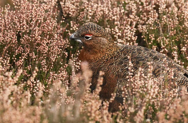 Deslumbrante Red Grouse Lagopus Lagopus Alimentando Urze Nas Terras Altas — Fotografia de Stock