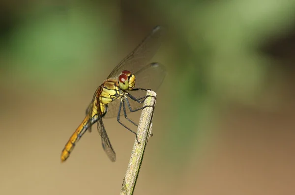 Hunting Ruddy Darter Dragonfly Sympetrum Sanguineum Perching Plant Stem — Stock Photo, Image