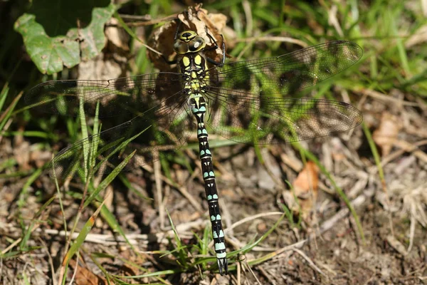 Uma Libélula Hawker Sul Aeshna Cyanea Empoleirada Uma Folha Morta — Fotografia de Stock