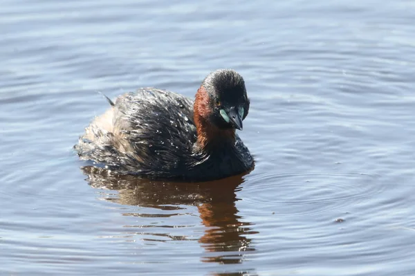 Cute Little Grebe Tachybaptus Ruficollis Swimming River Hunting Food — Stock Photo, Image