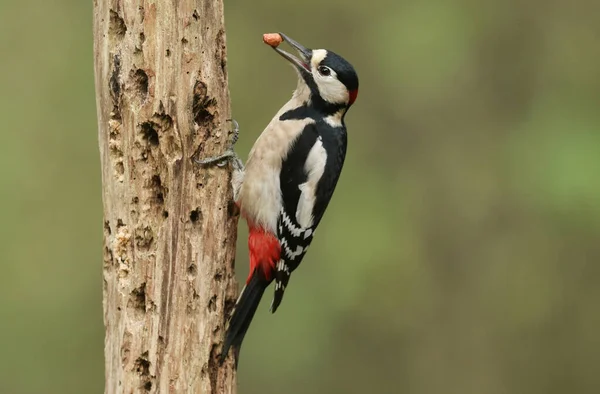 一只雄性大斑点啄木鸟栖息在一棵枯死的老树上 嘴里衔着坚果 — 图库照片