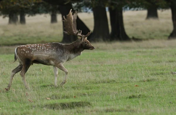 Een Prachtige Fallow Deer Buck Dama Dama Wandelend Een Veld — Stockfoto