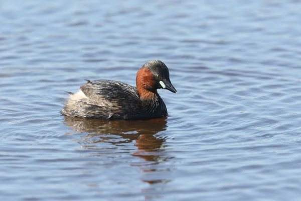 Een Schattige Kleine Grebe Tachybaptus Ruficollis Zwemmen Een Rivier Jacht — Stockfoto