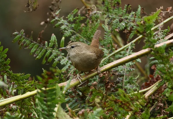 Een Mooie Wren Troglodytes Troglodytes Zittend Bracken Bos — Stockfoto