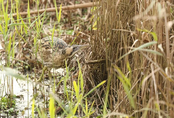 Raro Bittern Botaurus Stellaris Cazando Peces Una Caña — Foto de Stock