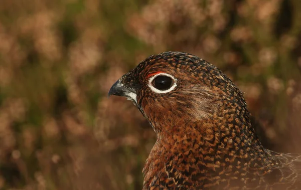 Tiro Cabeça Deslumbrante Red Grouse Lagopus Lagopus Nas Terras Altas — Fotografia de Stock