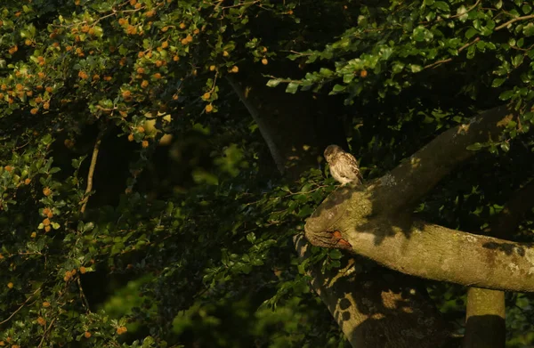 Cute Little Owl Athene Noctua Perching Branch Beech Tree Last — Stock Photo, Image