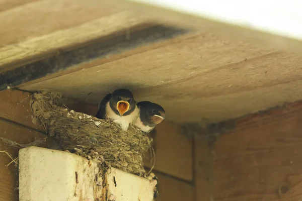 Two Cute Baby Swallows Hirundo Rustica Sitting Nest Eaves Building — Stock Photo, Image