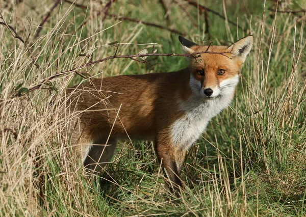 Uma Magnífica Raposa Vermelha Selvagem Vulpes Vulpes Caçando Campo — Fotografia de Stock