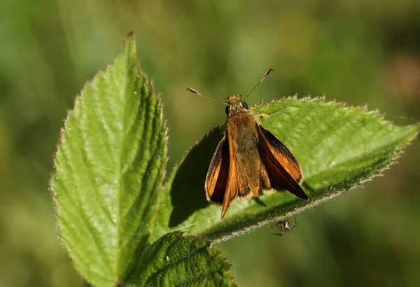 Una Gran Mariposa Patrón Ochlodes Sylvanus Encaramado Una Hoja Prado — Foto de Stock