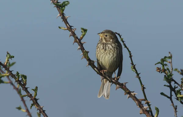 Eine Hübsche Kornammer Emberiza Calandra Thront Auf Einem Zweig Eines — Stockfoto