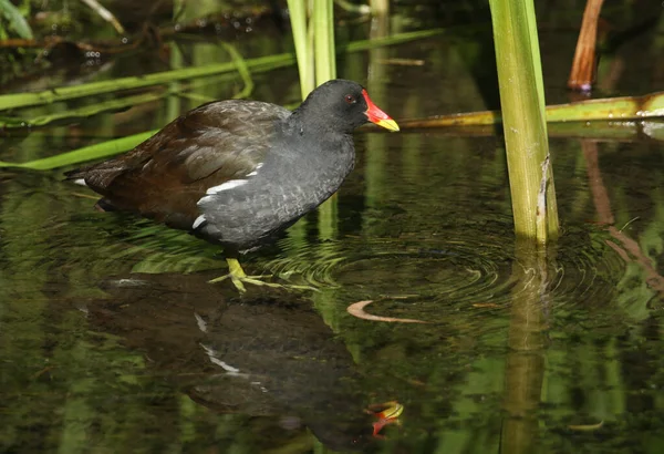 Морская Курица Gallinula Chloropus Сидящая Камышах Краю Озера — стоковое фото