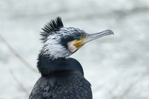 Μια Φωτογραφία Ενός Υπέροχου Cormorant Του Phalacrocorax Carbo Που Κάθεται — Φωτογραφία Αρχείου