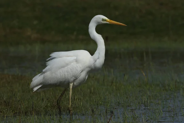 Uma Deslumbrante Great White Egret Ardea Alba Caçando Comida Pântanos — Fotografia de Stock