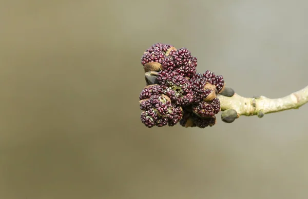 Ramo Uma Árvore Cinzas Fraxinus Excelsior Flor Primavera — Fotografia de Stock