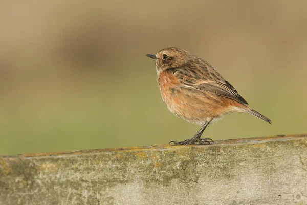 Piękna Kobieta Stonechat Moment Obrotowy Saxicola Siedząca Drewnianym Płocie — Zdjęcie stockowe