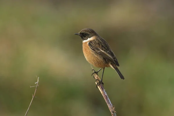 Piękny Samiec Stonechat Moment Obrotowy Saxicola Siedzący Czubku Łodygi Rośliny — Zdjęcie stockowe