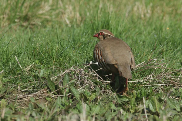 Egy Csinos Vörös Lábú Partridge Alectoris Rufa Élelmet Keres Egy — Stock Fotó