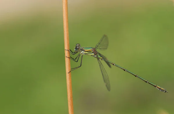 Stunning Willow Emerald Damselfly Chalcolestes Viridis Perched Grass Stem Edge — Stock Photo, Image