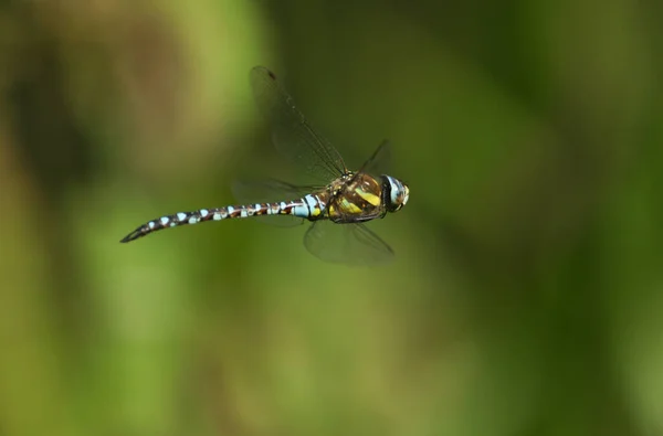 Eine Wanderlibelle Aeshna Mixta Fliegt Über Einen Fluss Auf Nahrungssuche — Stockfoto