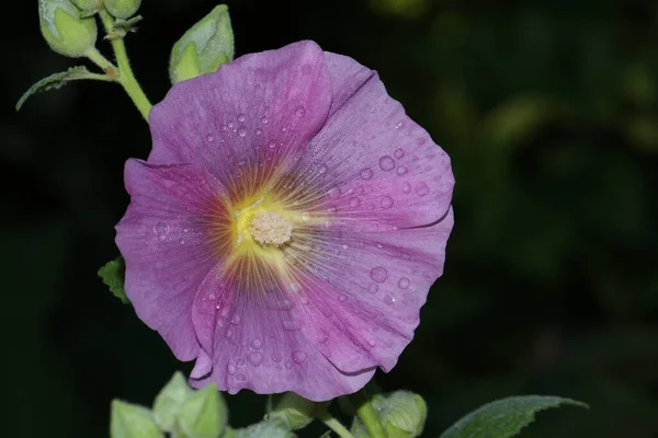 Una Planta Hollyhock Bastante Floreciente Que Crece Jardín Rural Reino — Foto de Stock