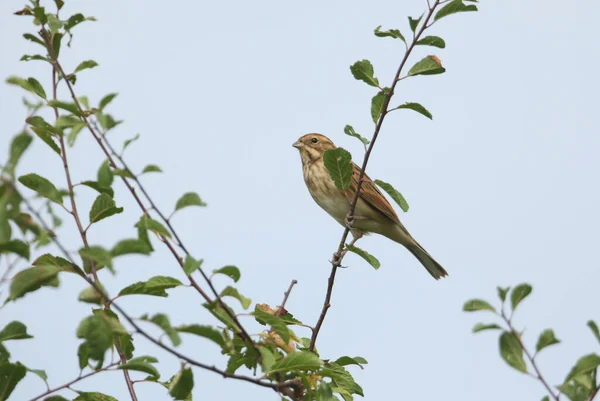 Eine Hübsche Schilfammer Emberiza Schoeniclus Hockt Auf Einem Baum — Stockfoto