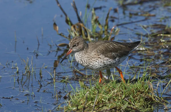 Ein Schöner Rotschenkel Tringa Totanus Watet Wasser Auf Nahrungssuche Einer — Stockfoto