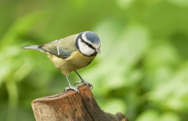 Pretty Blue Tit Cyanistes Caeruleus Perched Tree Stump — Stock Photo, Image