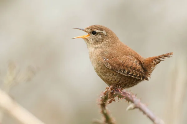 Wren Empoleirar Num Arbusto Cantar — Fotografia de Stock