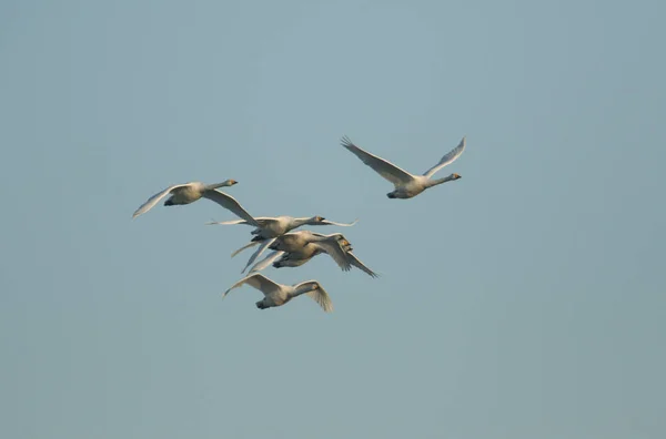 Egy Csoport Gyönyörű Whooper Swan Cygnus Cygnus Repül Kék Égen — Stock Fotó